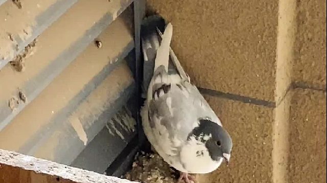 花鸽子竟是名鸽？白鸽子消失之谜终于解开了……