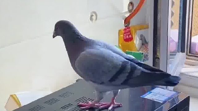 如此社牛症的鸽子，到底是怎么存活至今的……