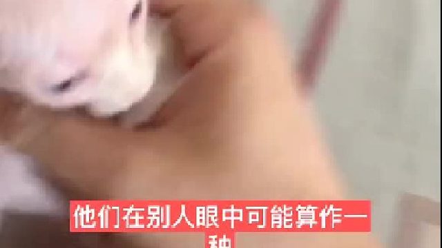 #斯芬克斯无毛猫 ，#爬宠 明天刚醒，马上回复。#花式吃奶 #蜜袋鼯