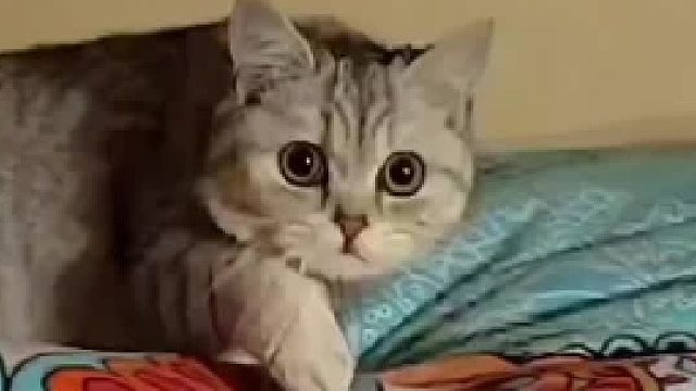 猫猫的心思全写在脸上了