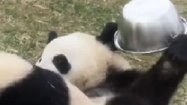 浜浜糖窝可是盆盆教忠实粉，盆盆一定要好好举的