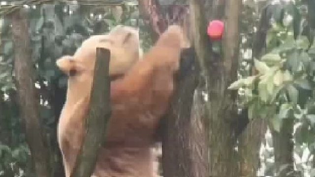 大熊猫七仔想吃个苹果真难，奶爸费劲心机把苹果藏在树杈上