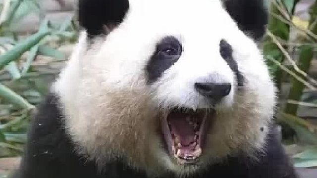 花式恶龙咆哮 大熊猫花花  