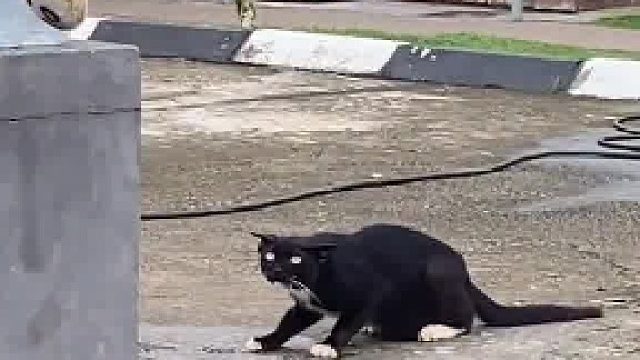 猫看到假老虎后