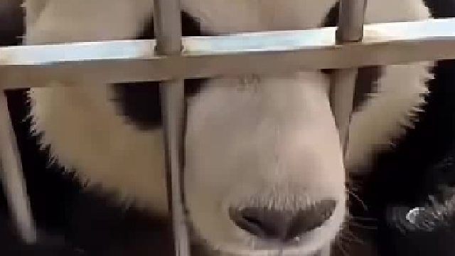 金虎：什么飞？云什么？我不认识这个姓飞的呀 虎子的沉默震耳欲聋，响彻熊界啊哈哈