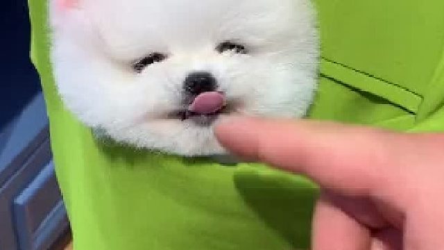 给你们看只生气的狗子