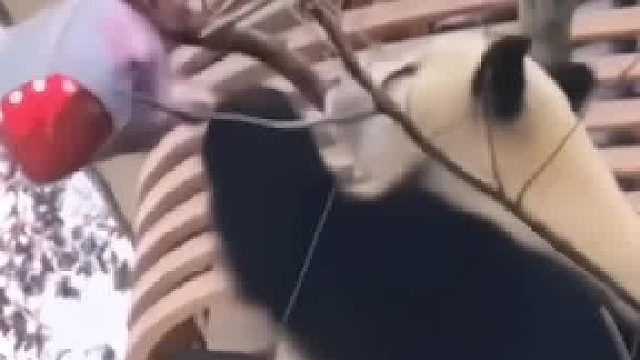 游客的气球飞到树上，皓月做好事帮忙拿下来。皓月勇不勇敢呀？