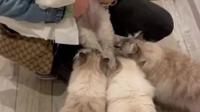 三只好奇的小猫，第一次看到小奶狗  它们的反应好可爱呀