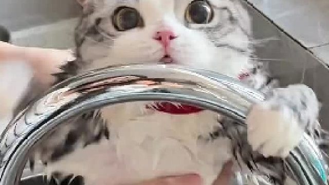 小猫：要紧握方向盘，不然有生命危险！