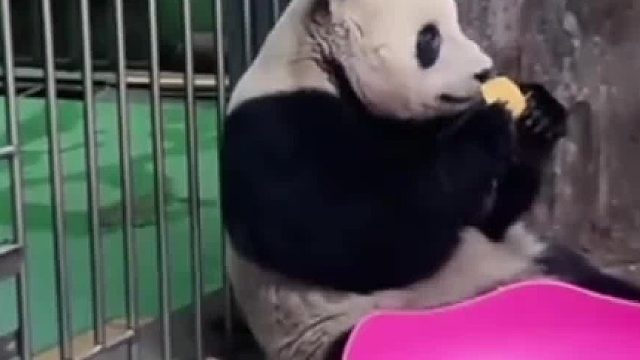 萌二：但凡我这窝头扔慢0.1秒，都是对海妈和笋笋的不尊重