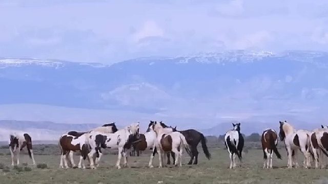 戏剧性的冲突!豹子伺机袭击战马和野马的结局，花豹大战鬣狗!