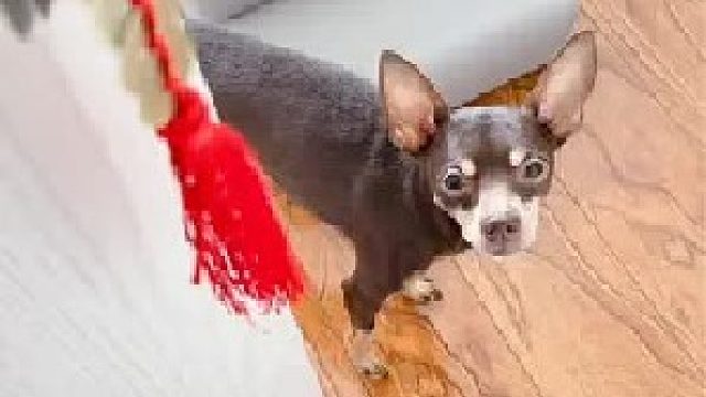 它是最会讲条件的狗