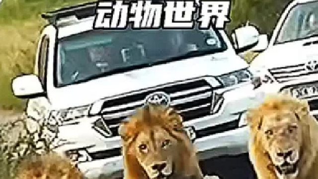 雄狮所到之处寸草不生，鬣狗倒霉