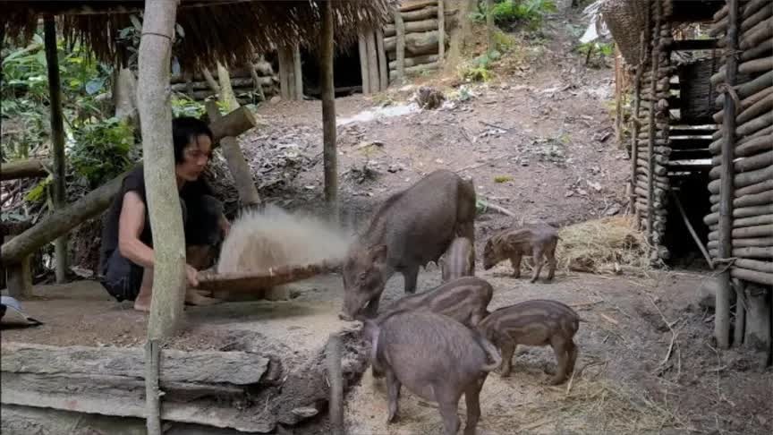 荒野小黑的传奇逆袭之路，雨林求生800天，最原始的方式收割麦穗