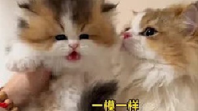 猫：不是！这个小东西怎么学我啊！！