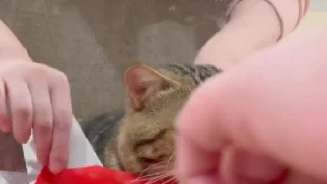 春天了，给我家猫理个发！