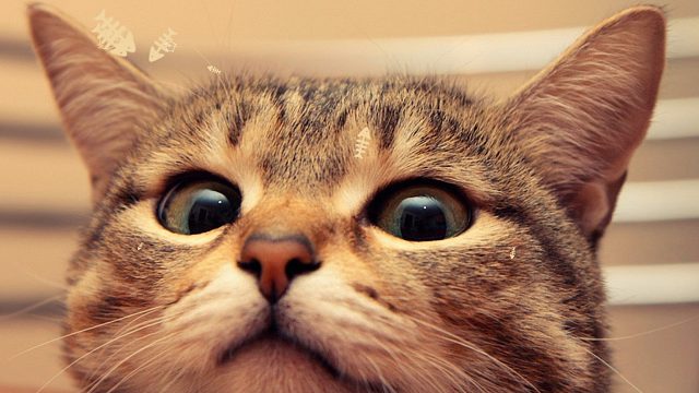 原本的性命报你之恩，龙胤之命狼无法再败于你。登楼！翻越高山！