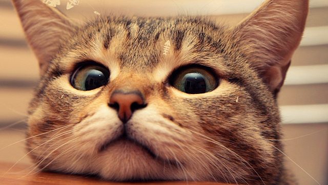 820我要看比这个更大的！