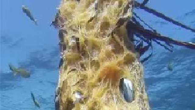 《深海鱼柱与沙画的秘密》