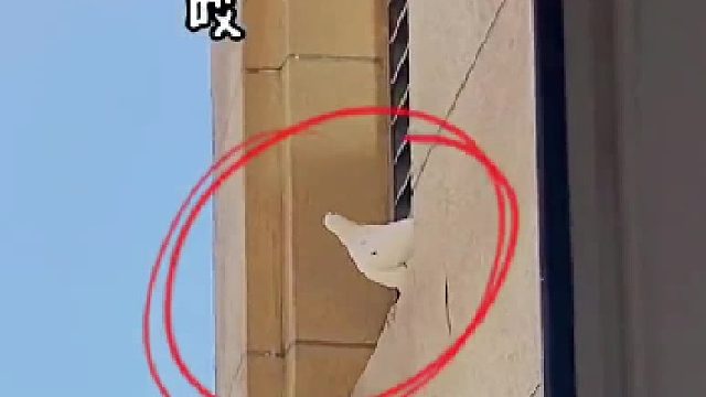 插播一条事件！这白鸽子什么情况？！