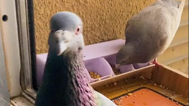 一个宠物博主的宠物竟然都不是自己的！这说出去谁信啊！