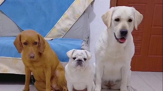 不掏枪真不行了！