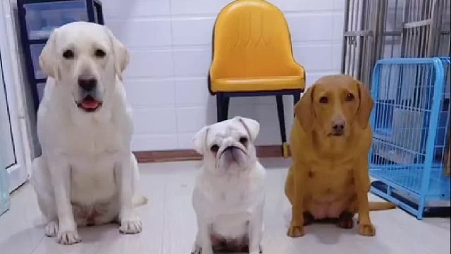 当小花的主人太难了！