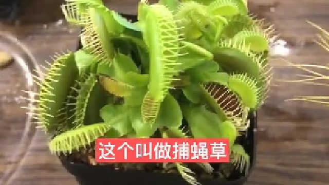 #食人花 #捕蝇草 新一代的#地摊经济 ，可以批发试试，不错的