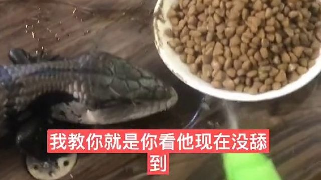 二哥：不饿还非要让我吃