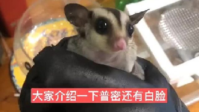 这是#蜜袋鼯 的另一种基因#白脸蜜 ，#萌宠 ，刚刚到我这，盘一会就好了