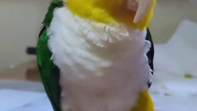 我寻思这夹子也没有电啊