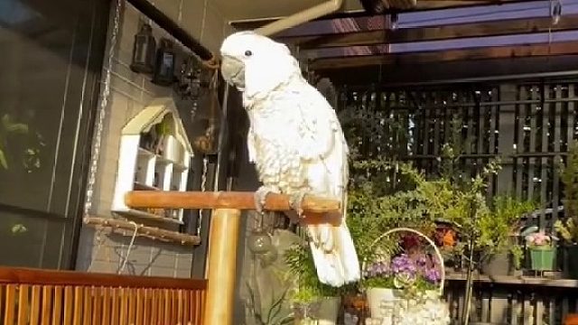 还以为谁在厨房点火