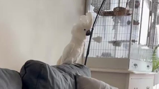 在家里一天到晚都在唱，狗子可烦死他了