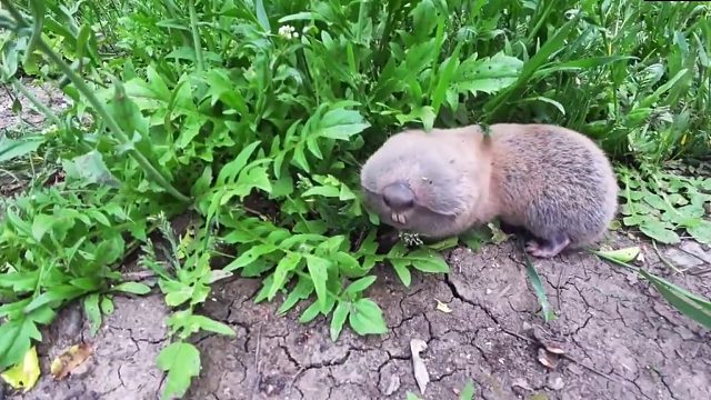 菜园子抓到一只鼹形鼠，喜欢偷吃土豆的小家伙，太可爱太好玩了