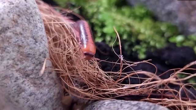 沉浸式打造史前生态缸，和恐龙生活过的远古生物，太好玩太有趣了