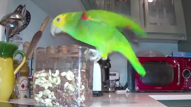 监控实拍亚马逊偷吃