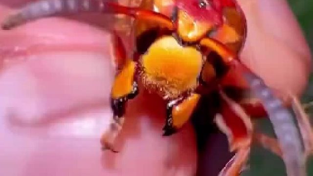 大黄蜂可以伸缩的尾刺