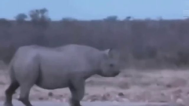 犀牛摧毁狮子王，犀牛VS狮子，野生动物攻击