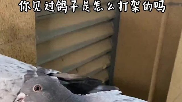 今天来的小鸽子我感觉应该是阿刁的孩子吧？！