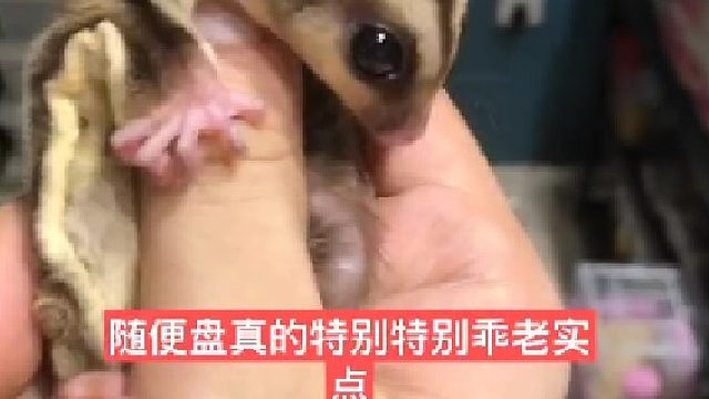 立马上手，这才是#萌宠