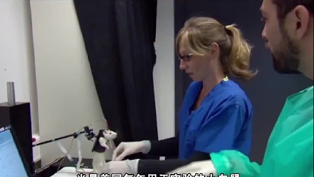 为啥人类做实验大多用小白鼠，而不是仓鼠，或者人人喊打的黑鼠2