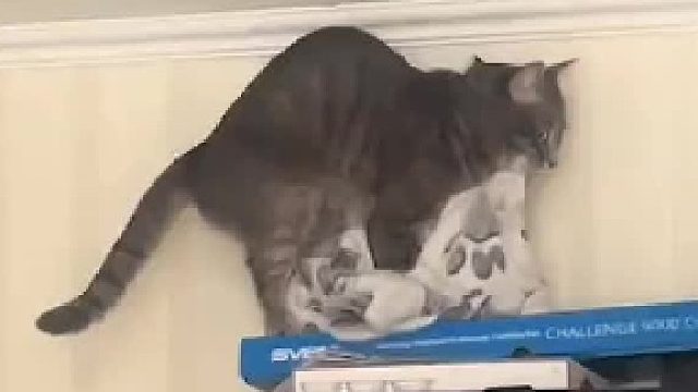 猫咪失手摔下去了