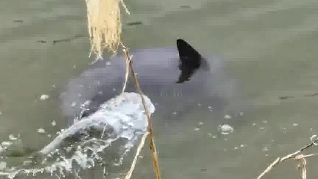 它居然在对你吐口水。