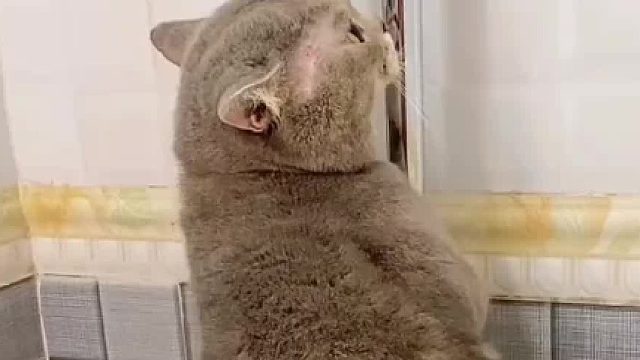 它好像一只大老鼠