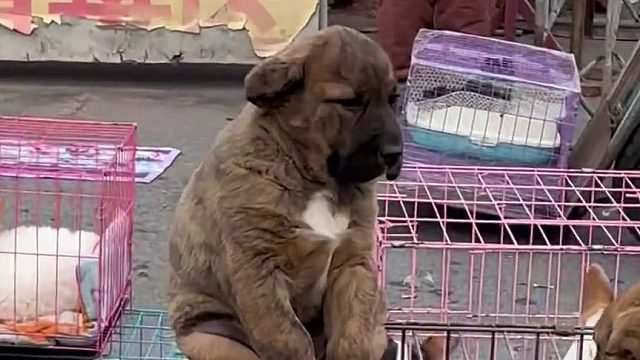 就喜欢这种窝窝囊囊的小狗