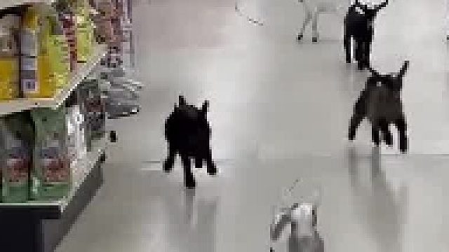 调皮的山羊宝宝