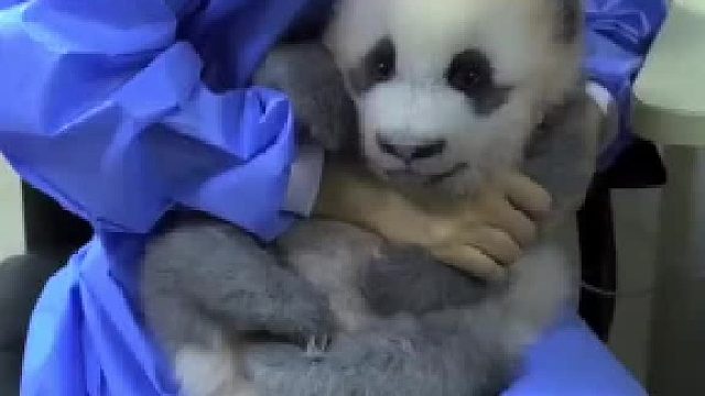 千万别说国宝坏话！能听懂的！