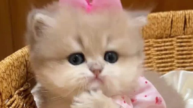 草莓味的爪爪一定很好吃吧