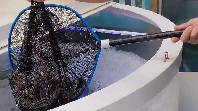 沉浸式养超市买的对虾，七个月让它们繁殖小虾，结果悲剧了