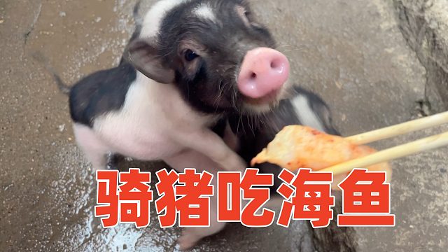 来点海鲜改善口味，老猪抢不赢，怒揍猪三妹【第162天】